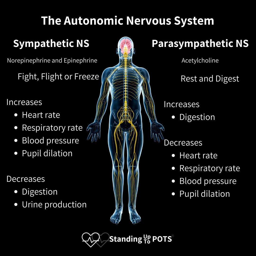 Autonomic Nervous System Anatomy